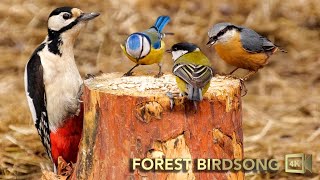 6 Hours at Bird Feeder with birdsong- video for cats. Forest Birds, Nature Sounds to Calm Down