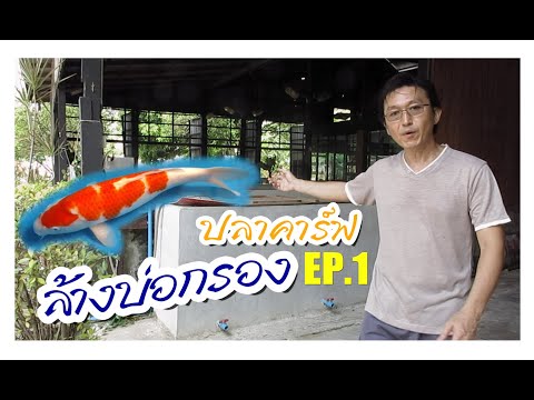 พาชมล้างบ่อกรองปลาคาร์ป EP.1 | โรงสีกาแฟ แก่งคอย