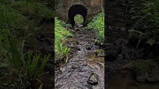 «Там, где шепчет вода»#schorts #nature #viral #travel #forest #streamer #water