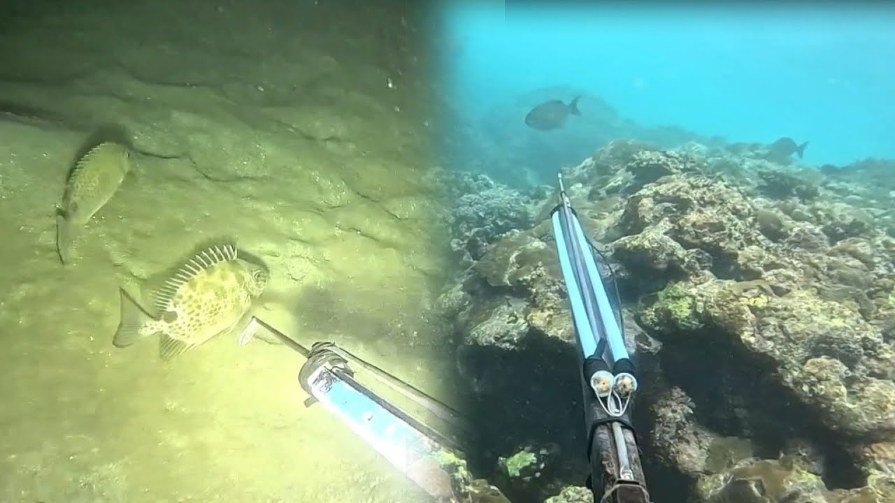 Day and night spearfishing Para Maka bawi😂