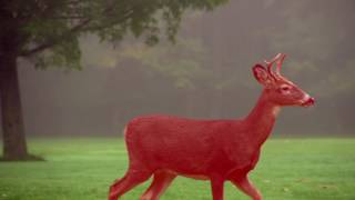 Deer Roto