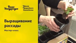 Выращивание рассады, мастер-класс