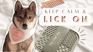why this MUST HAVE is all you need for your SHIBA INU 👅