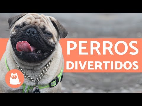 Perros divertidos - Funny dogs