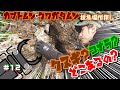 クヌギ？コナラ？カブトムシ・クワガタムシが採れる場所の探し方！ Japan's Record Stag beetle Hunter