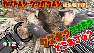 クヌギ？コナラ？カブトムシ・クワガタムシが採れる場所の探し方！ Japan's Record Stag beetle Hunter