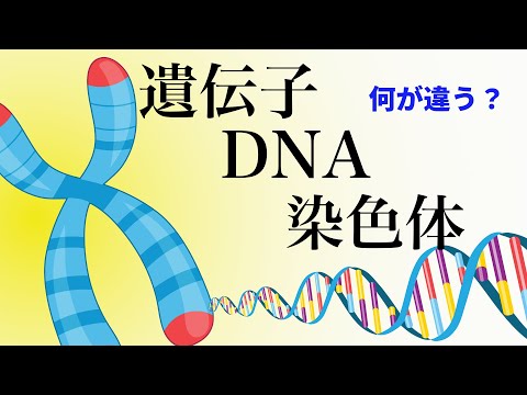 17【出生前診断①】DNA・染色体・遺伝子とは