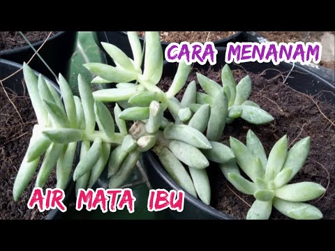 Video: Eremurus (54 Foto): Menanam Dan Merawat Bunga Di Ladang Terbuka, 