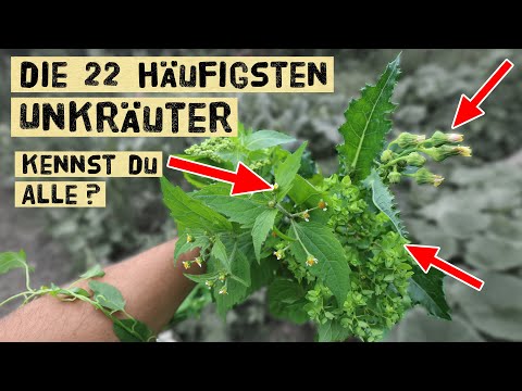 Video: Wofür ist Ackerkraut gut?