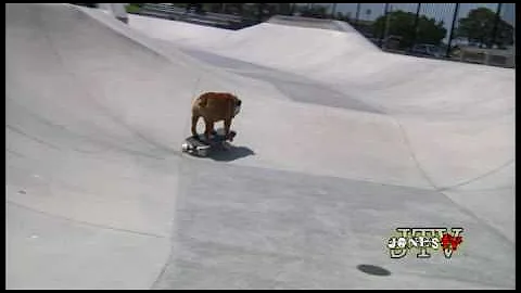 Tillman the Skateboarding Bulldog Skates, Skimboar...