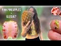 How i legally grew illegal pink pineapple seeds