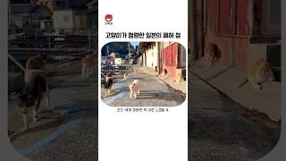고양이가 점령한 일본의 폐허 섬