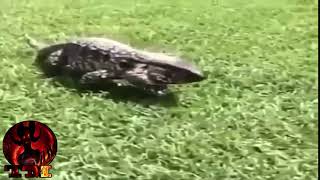 video para asustar - un gran lagarto asusta a la ciudad
