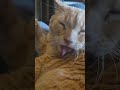 funny cat video #cat #cutecat #catsofyoutube