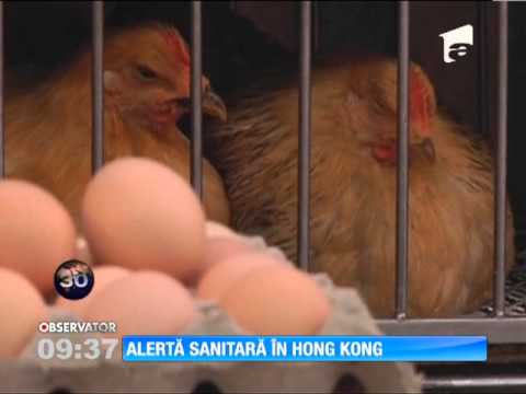 Video: Când a fost gripa hong kong?