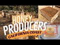 California coast honey producer  bees heading into winter  mj bee farms