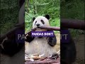 Pandas Are The Dumbest Animals In The World Shorts Animals Panda Pandas Are The Dumbest Animals In The World Shorts Animals Panda