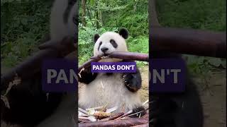 Pandas are the Dumbest Animals in the World shorts animals panda