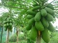 Papaya tree planting instructions || how to plant a papaya tree