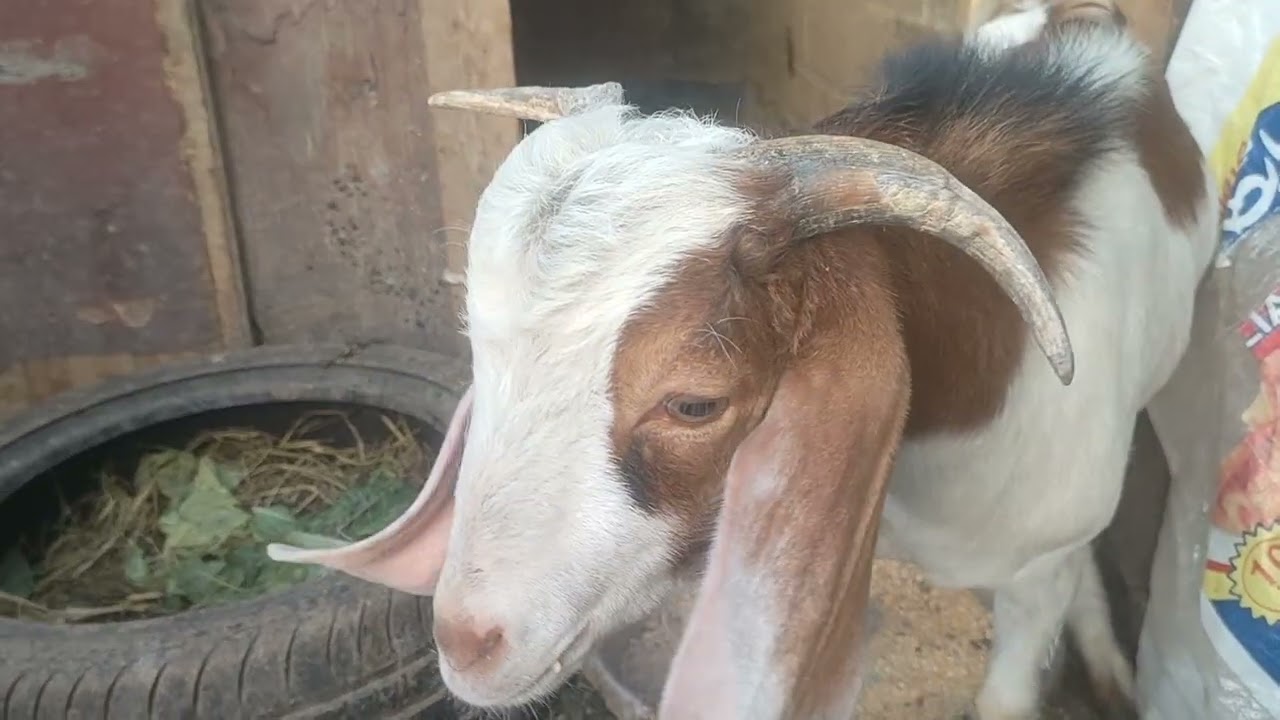 انا لله وانا اليه راجعون