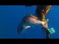 Top Moment Spearfishing - The Double Shot |Spearfishing Life 🇬🇷