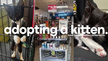 🥺 I ADOPTED A KITTEN | SHOPPING HAUL, ADOPTING, FIRST 24HRS