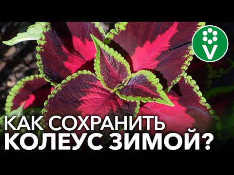 Бейне: Coleus тұқымдары: үйде көшеттер өсіру. Coleus тұқымдары қалай көрінеді және оларды қашан отырғызу керек?