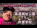 【2026桜満開】 4/3 高遠城址公園&杵原学校 長野県桜ツーリング　タカトオコヒガンザクラ　シダレザクラ　河津桜の妖精　アンバサダー モトブログ