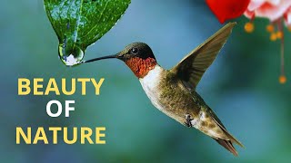 Top 20 strangest birds in the world that you didn't think existed.