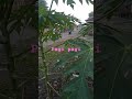 suasana pagi yg cerah