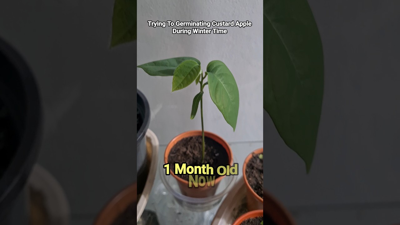 1 Month Old: Growing Custard Apple From Seed 