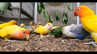 Beautiful Lovebirds Eating Their Morning Meal