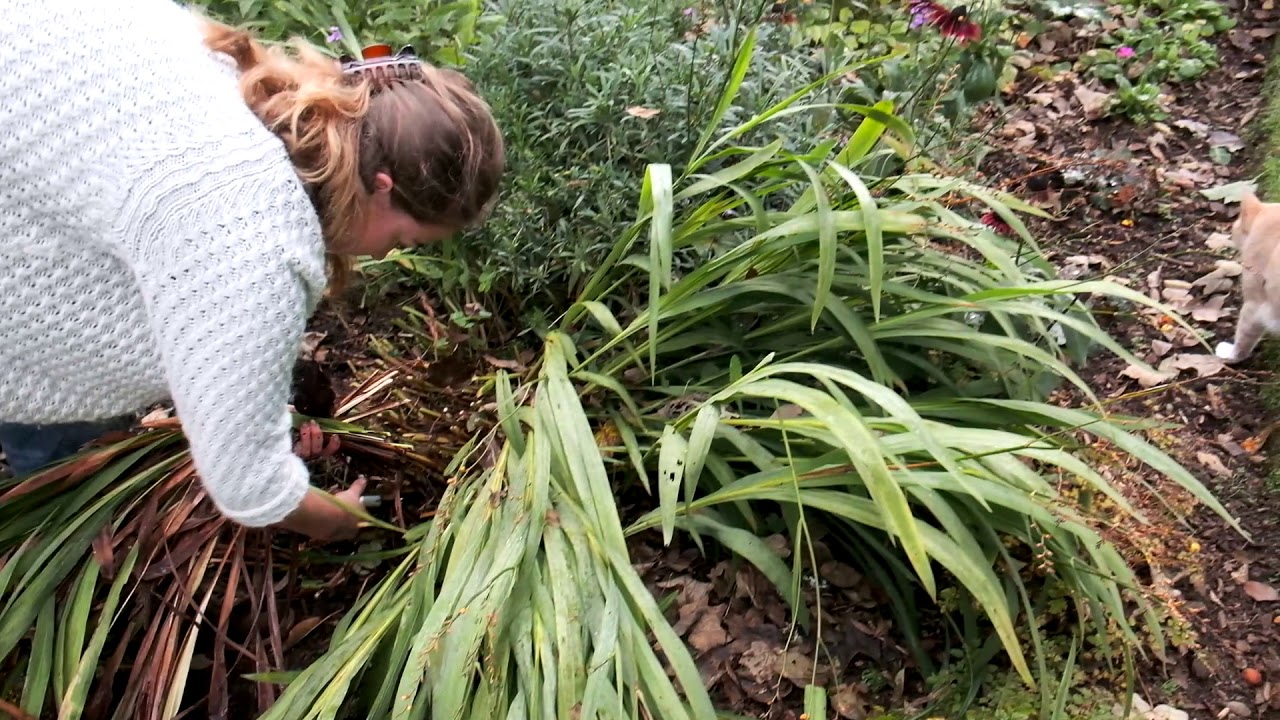 Crocosmia lifting and splitting in autumn Burncoose Nurseries YouTube