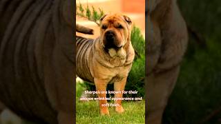 The Obvious Feature of the SharPei Dog