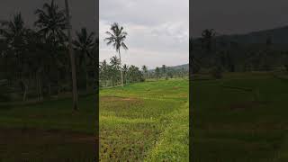 Enjoying beautiful rice fields in the morning #enjoying #beautiful #ricefield #morning #shorts