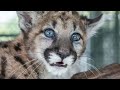 Tiny panther, big comeback after being found alone