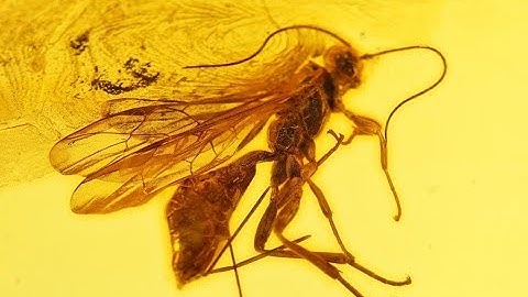 INSECTS IN AMBER. STUCK IN TIME AND DINOSAUR DNA