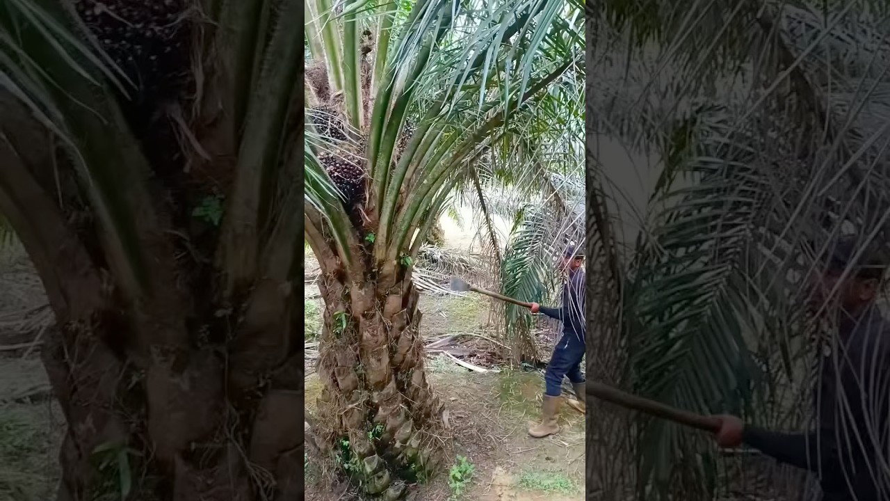Cara Pruning Sawit yang baik & Benar.