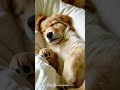 Puppies Dream Like Humans?! 🐶😴#shorts #ytshorts #animalfacts