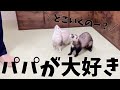 フェレットが懐いた人にする３つの行動とは？【飼育方法】