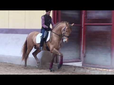 Pearl of Peace - March 2017 (Gaits)
