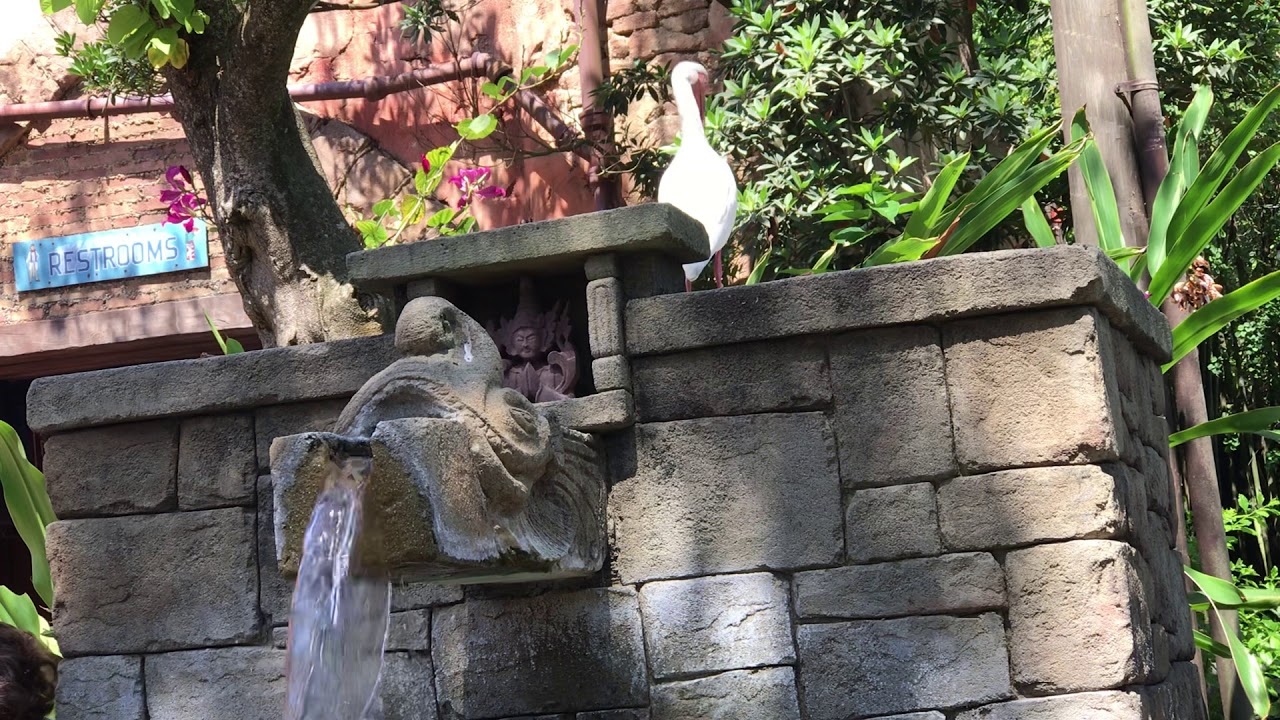 Bird watching at Disney’s animal kingdom