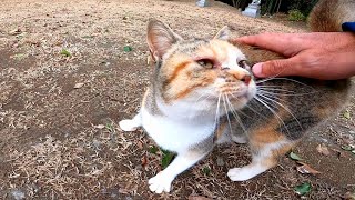 手を触れる前にゴロンと寝転ぶ三毛猫がカワイイ