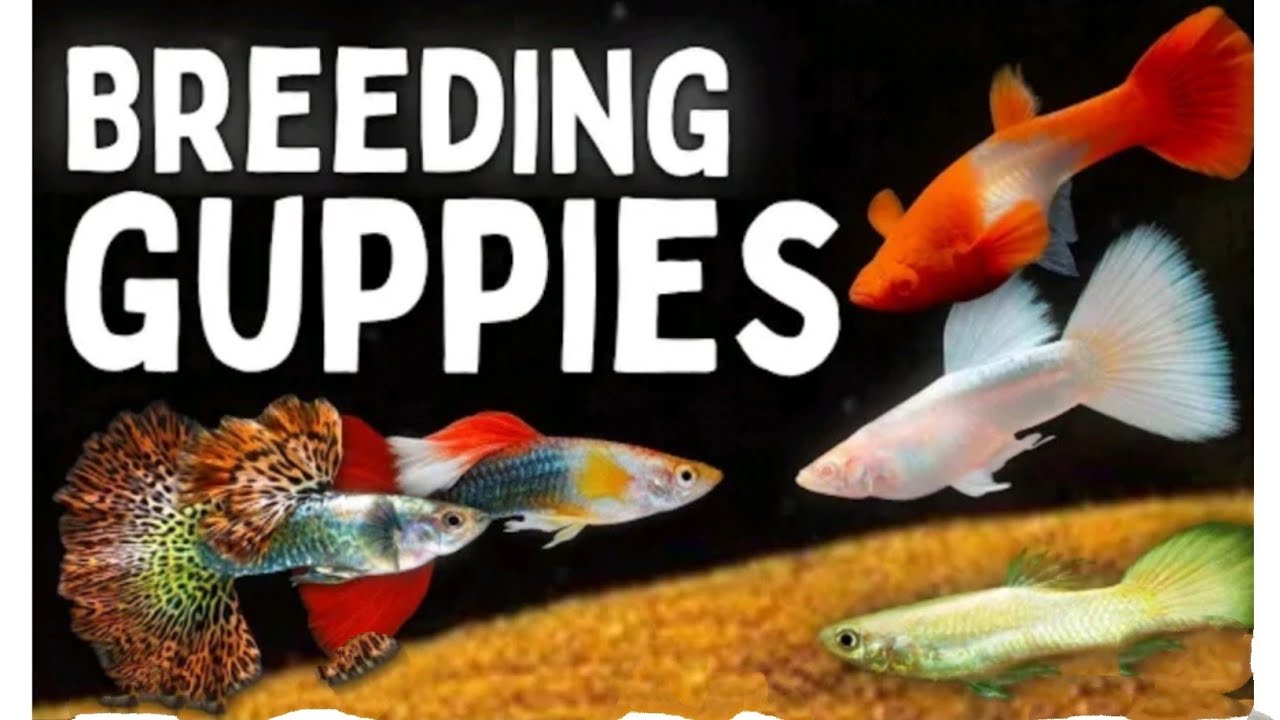 Guppy fish breeding progress in glass(Guppy fish ko breeding kasy krti