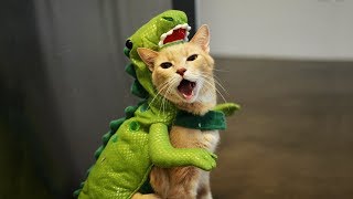 【面白い動画】 かわいい猫 - かわいい犬 - 最も面白いペットの動画 #91