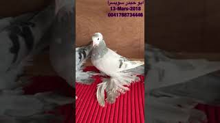 Pigeons irakiens en Suisse طيور ابو حيدرفي سويسرا موسم 2018