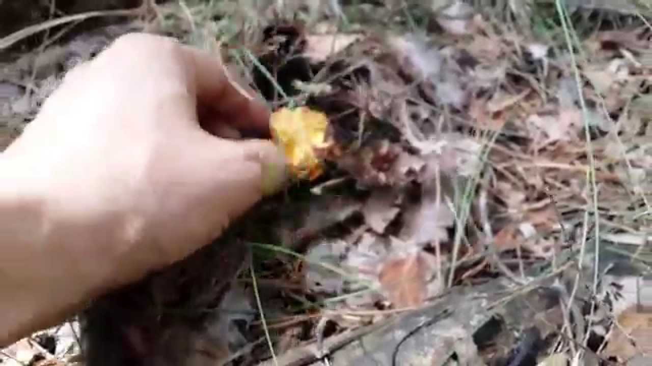 Лисичка (Cantharellus cibarius) спряталась во мхах