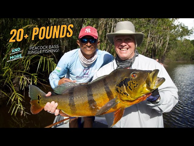 A day on the water with John Reiman: 20-pound peacock bass -  Jungle  Fishing 