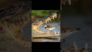 Bird Cleans Crocodile’s Teeth – 1 in a Trillion Wild Animal Interaction #shorts #animals
