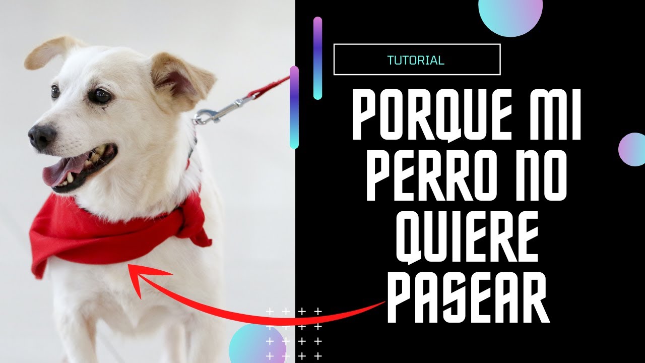 Como hacer que mi perro no juegue mordiendo